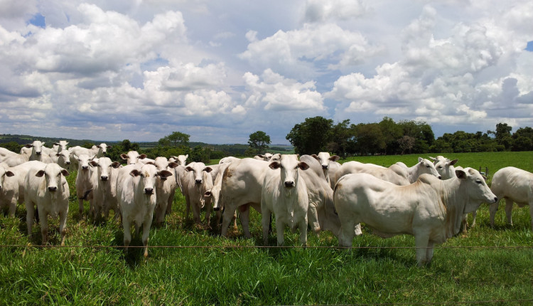 Ganho de peso diário durante a recria de bovinos de corte em pasto