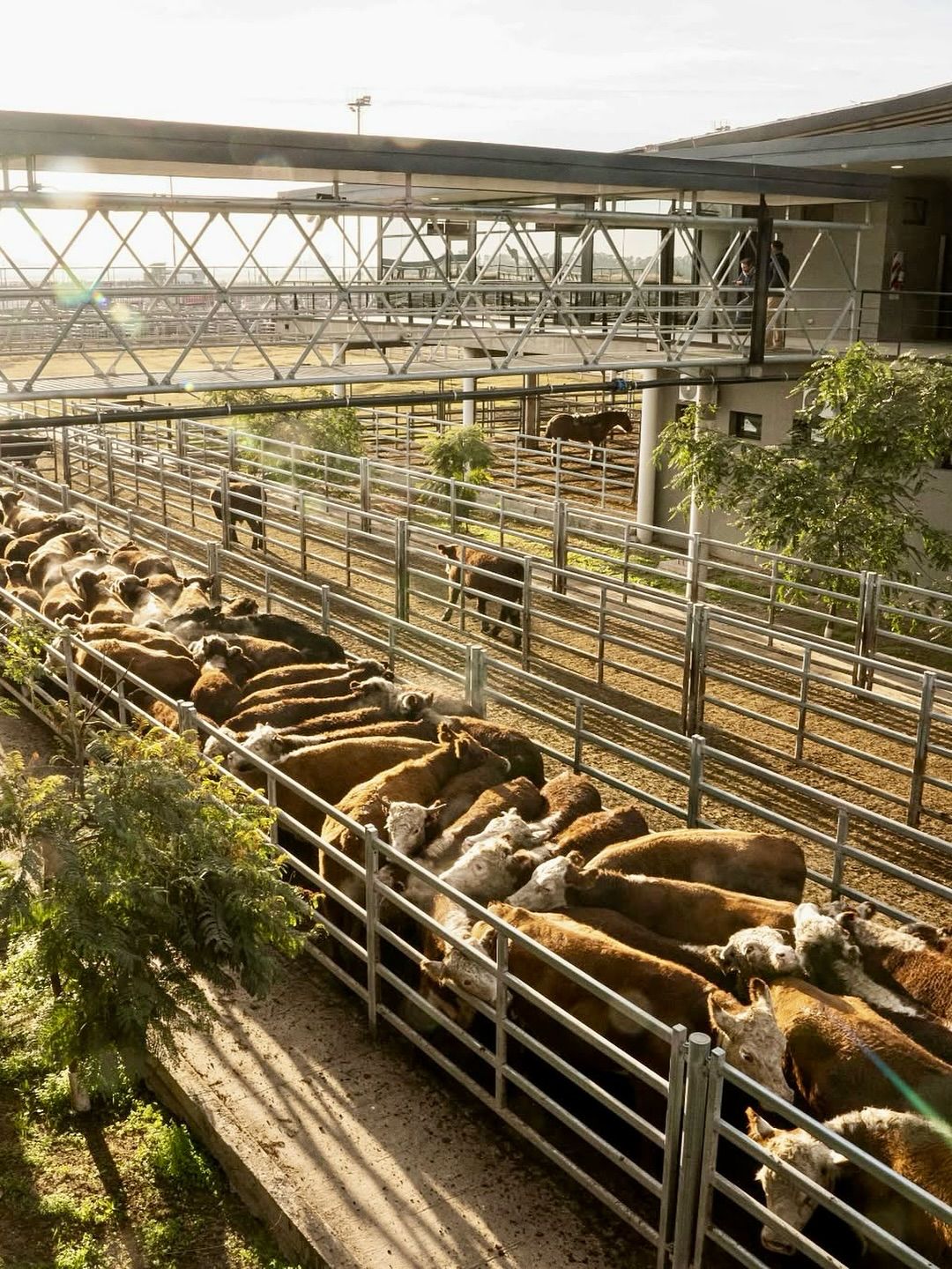 Conheça o maior centro de pecuária do mundo a Capital Argentina dos Agronegócios