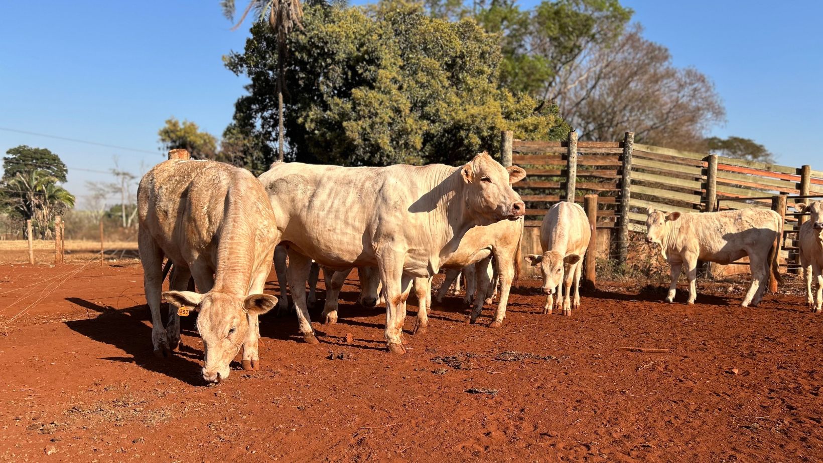 Novilha da raca Canchim em teste de desempenho no IZ de sertaozinho