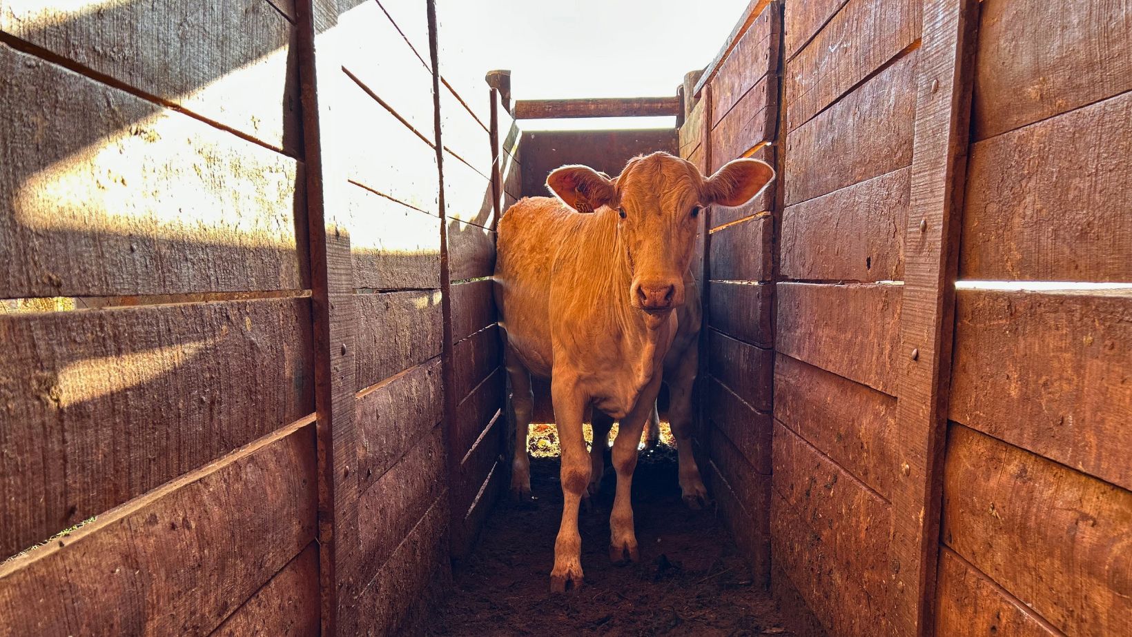 Novilha da raca Canchim em teste de desempenho no IZ de sertaozinho