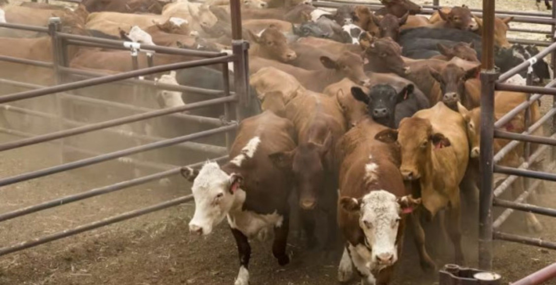 Frigorífico móvel revoluciona a pecuária em um dos maiores produtores de carne do mundo; vídeo