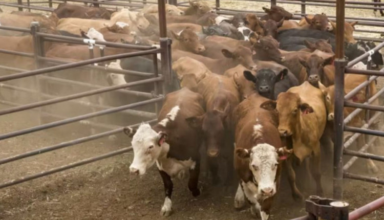 Frigorífico móvel revoluciona a pecuária em um dos maiores produtores de carne do mundo; vídeo