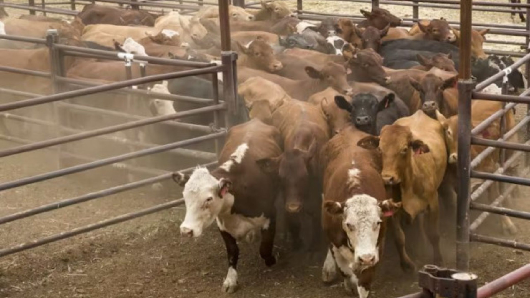 Frigorífico móvel revoluciona a pecuária em um dos maiores produtores de carne do mundo; vídeo
