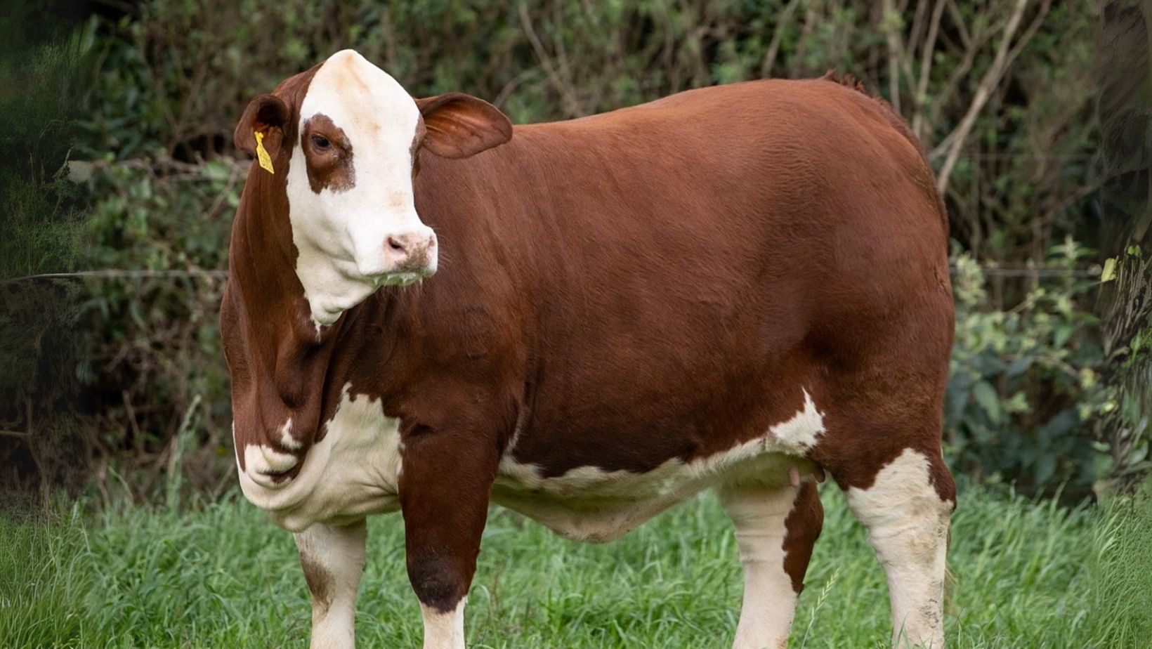 Paloma da Esperanca - Matriz doadora da raca Brafod