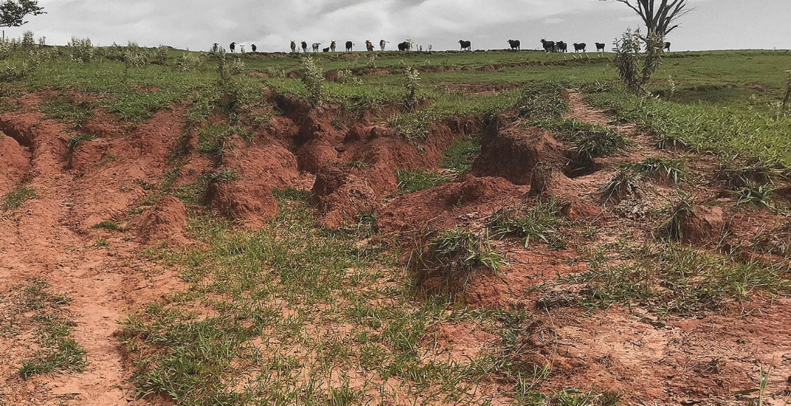 Pastagem degradada prejudica bolso, ambiente e imagem da pecuária