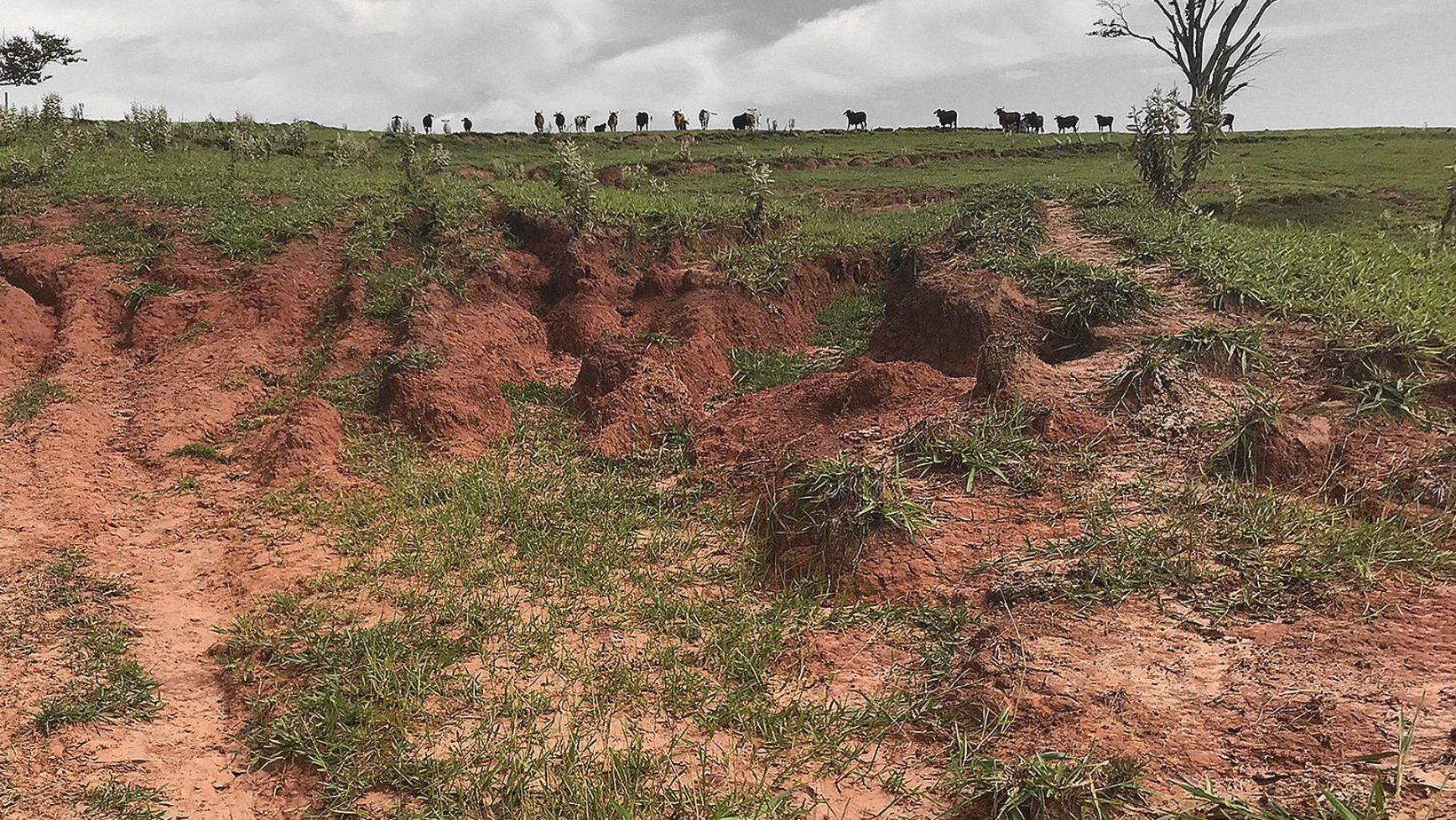 Pastagem degradada prejudica bolso, ambiente e imagem da pecuária
