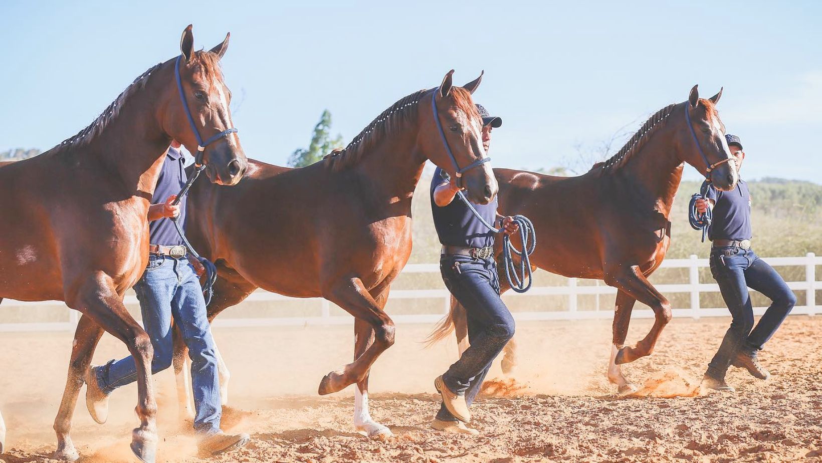 Progenie de marcha do Batistuta Cass Gatuzo Cass - Helena Cass e Gavea Cass