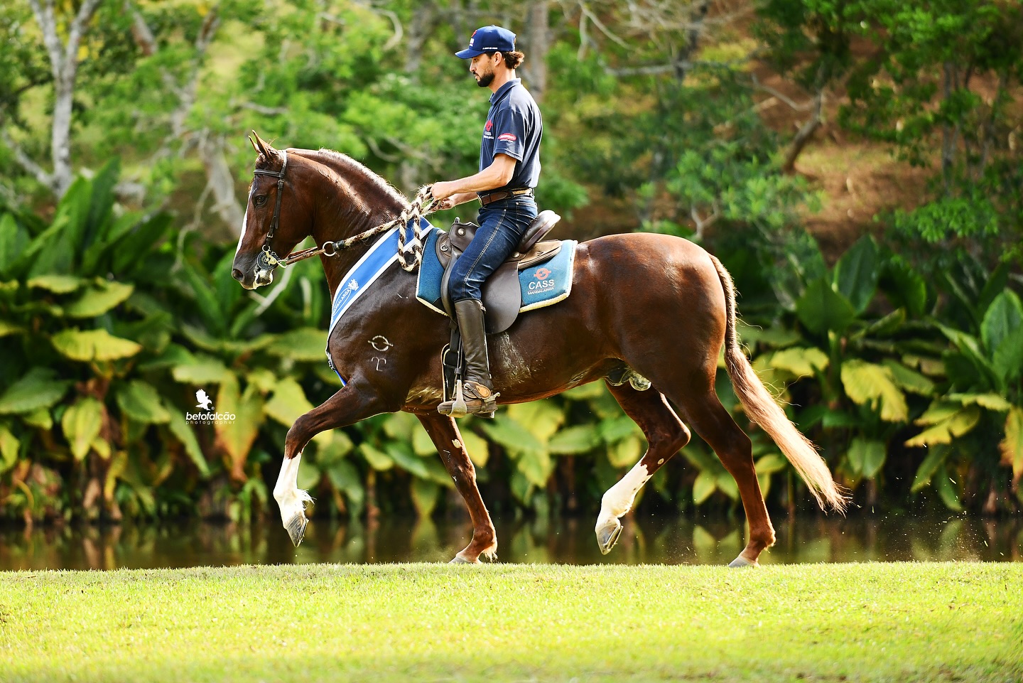 Res. Grande Campeao Nacional Cavalo Mangalarga 2024 - Gatuzo CASS