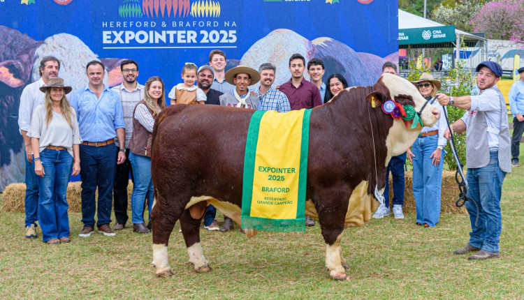 Touro Braford Zidane - Reservado Campeao na Expointer