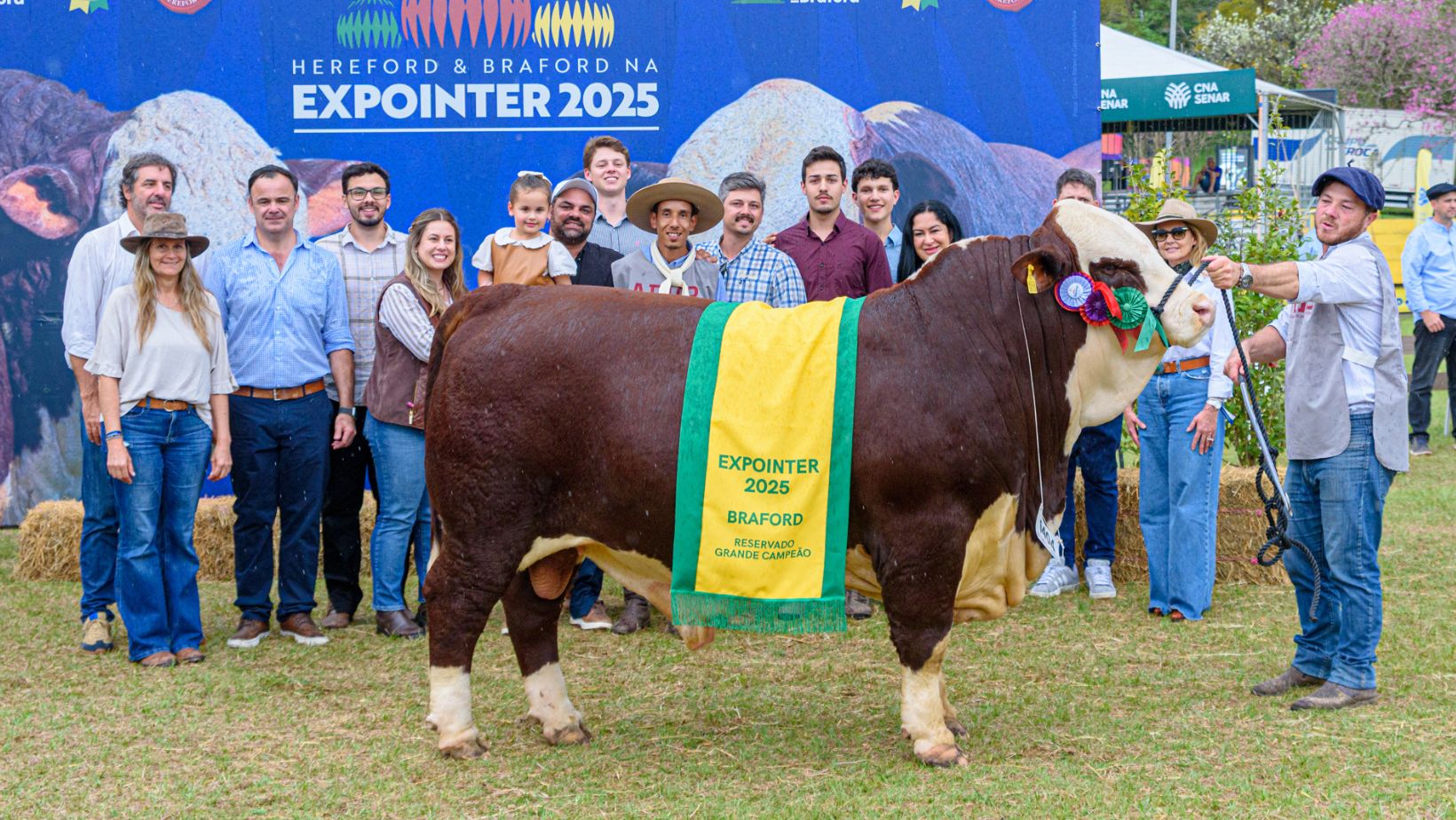 Touro Braford Zidane - Reservado Campeao na Expointer