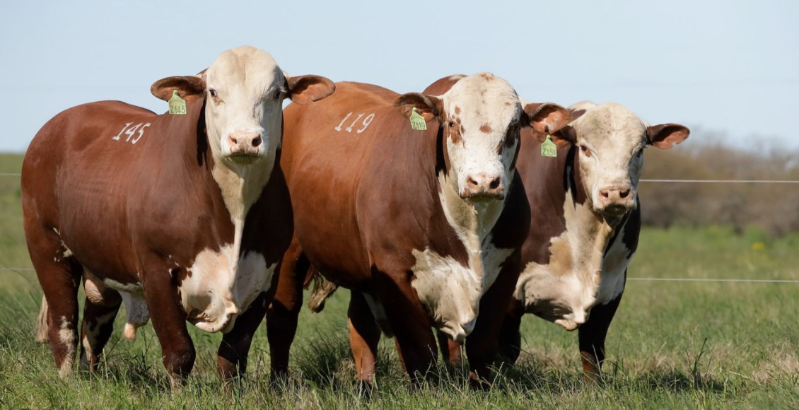 Como o sumário de touros pode impulsionar a genética do seu rebanho