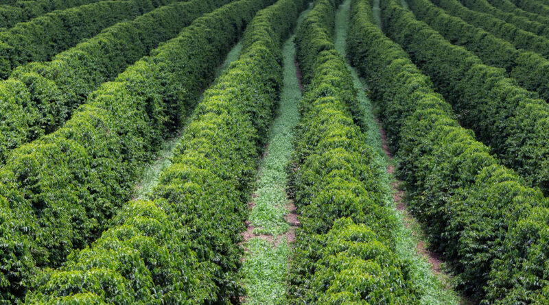 UPL lança Constel: inseticida sistêmico e inovador para o controle de pragas em cana, café e tomate