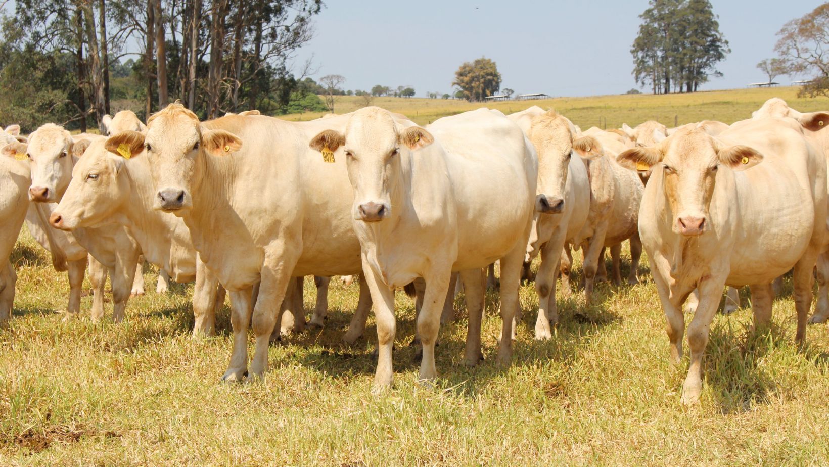 Vermifugação no desmame garante a saúde e o bom desempenho dos bezerros