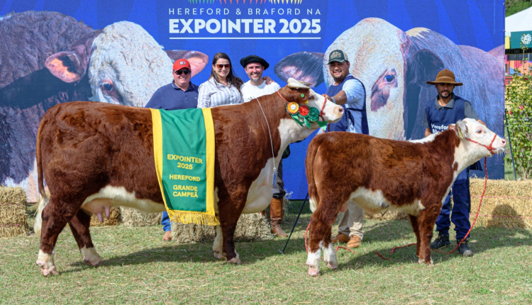 Cabanhas gaúchas e catarinense levam prêmios da raça Hereford na Expointer