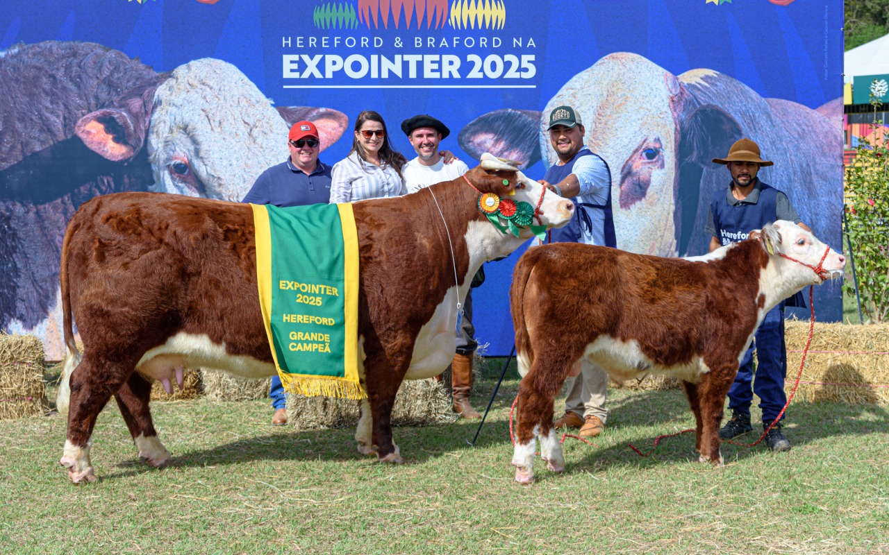 Cabanhas gaúchas e catarinense levam prêmios da raça Hereford na Expointer