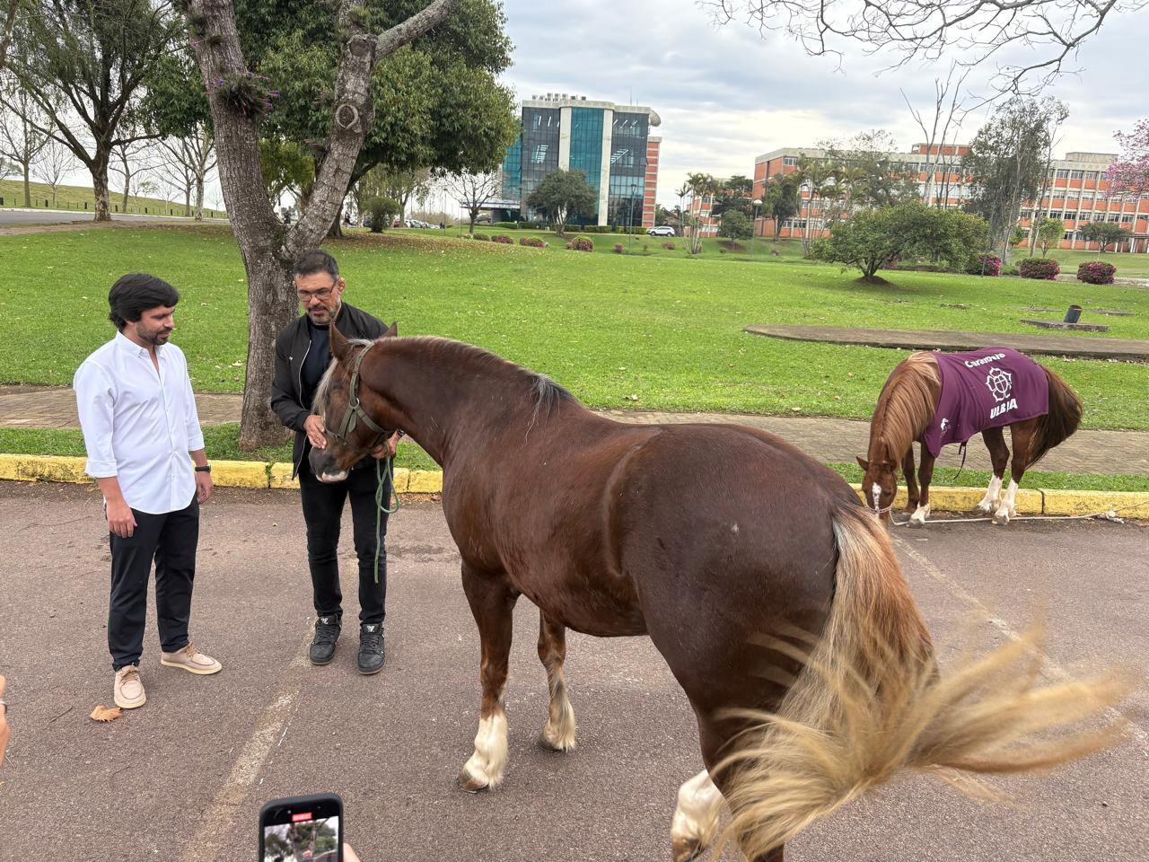 Caramelo e Lorinho, cavalo do ex-lutador Minotauro, dividem espaço na Ulbra