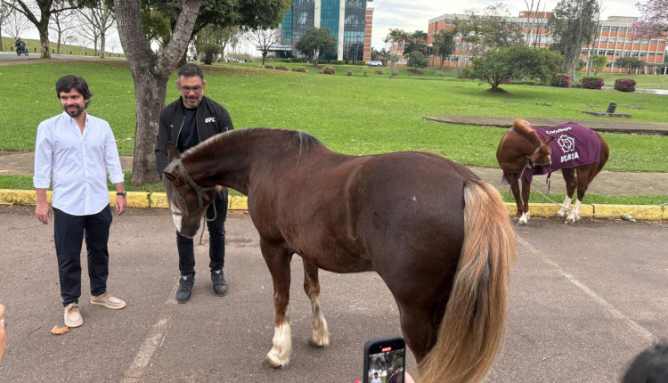 Caramelo e Lorinho, cavalo do ex-lutador Minotauro, dividem espaço na Ulbra