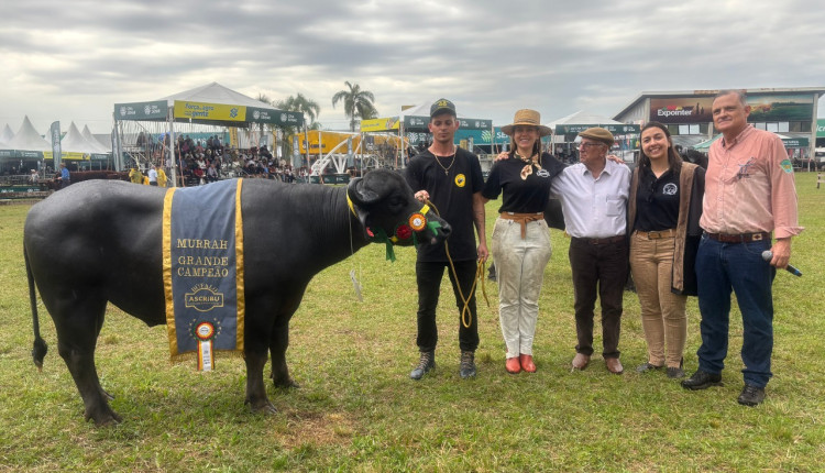 Julgamento de búfalos consagra campeões das raças Murrah e Mediterrâneo na Expointer