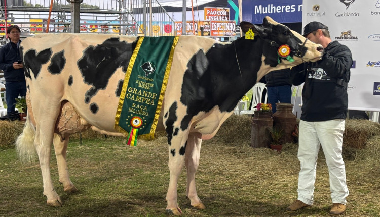 Vaca holandesa de Salvador do Sul é bicampeã na Expointer