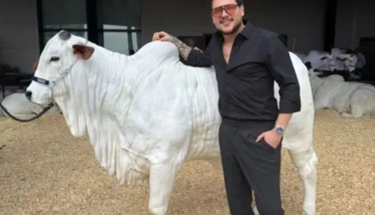 Cantor sertanejo arremata vaca avaliada em R$ 1,2 milhão em leilão de elite