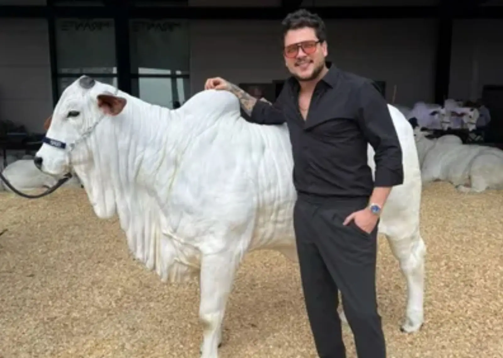 Cantor sertanejo arremata vaca avaliada em R$ 1,2 milhão em leilão de elite