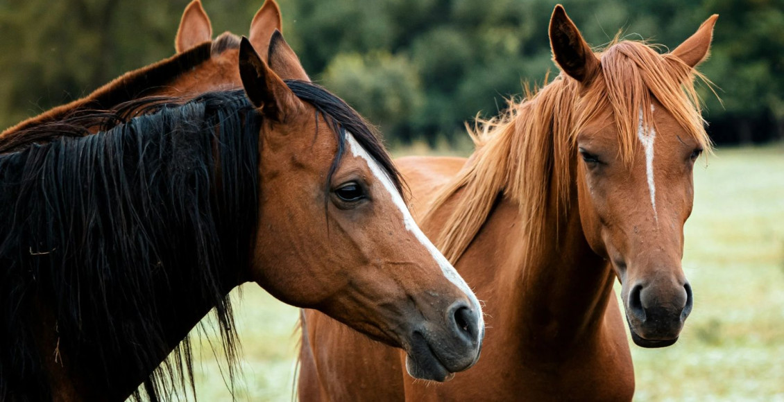 abate de cavalos horses