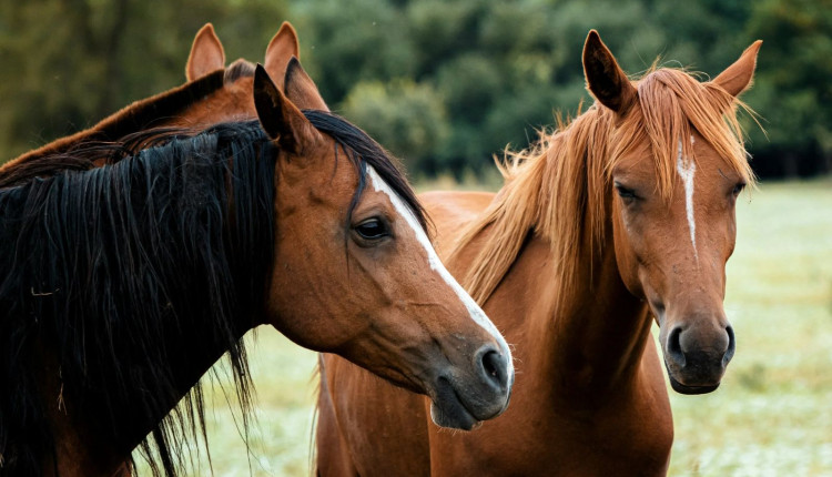 abate de cavalos horses