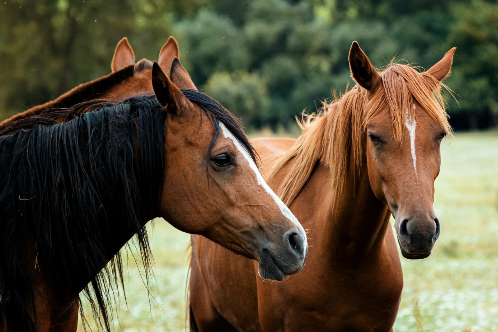 abate de cavalos horses