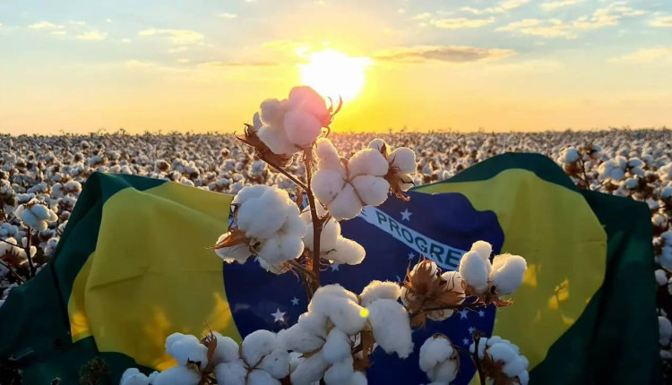 bandeira do brasil algodão