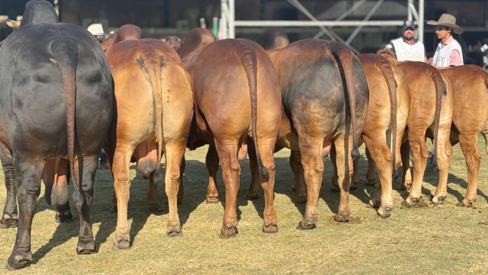animais da raca sindi - touros e garrotes fotao - pecuaria de corte