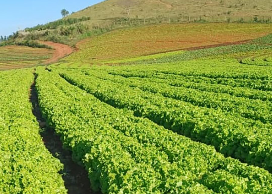 Calor pode inviabilizar cultivo de alface em campo aberto no Brasil até o fim do século