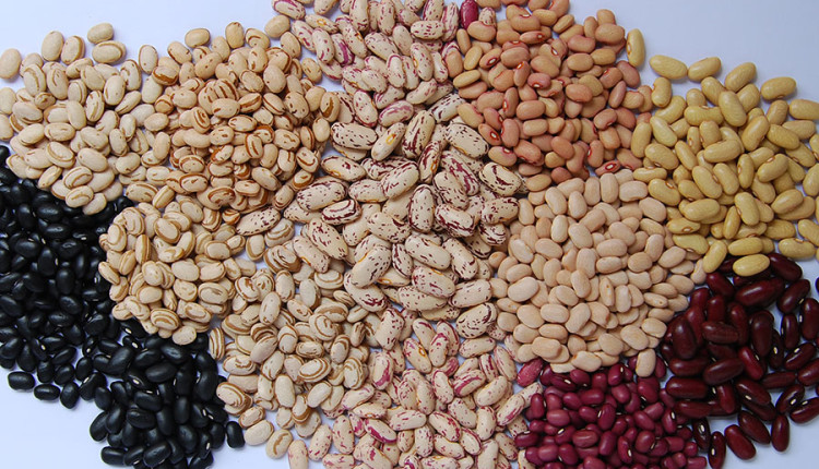 Pequenas lavouras de feijão são maioria no Brasil, mas as grandes produzem a maior parte
