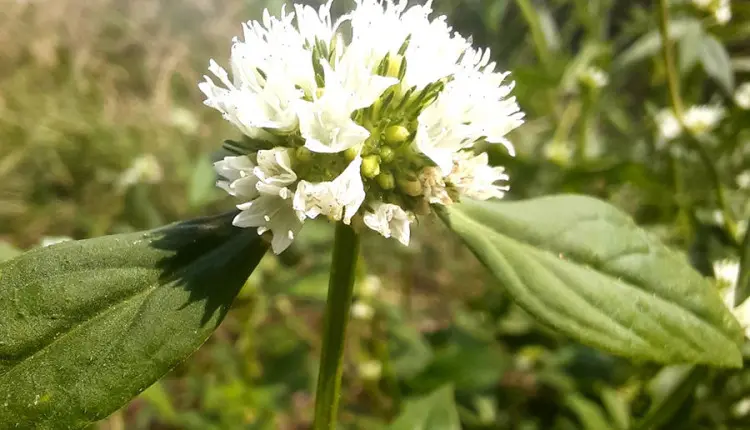 Especialistas orientam como controlar planta daninha que afeta lavouras de soja e milho