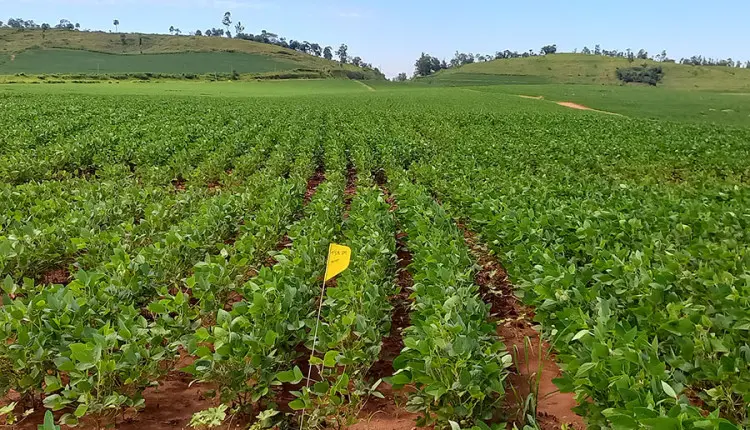 Modelo prevê produtividade agrícola com uso de imagens de satélite