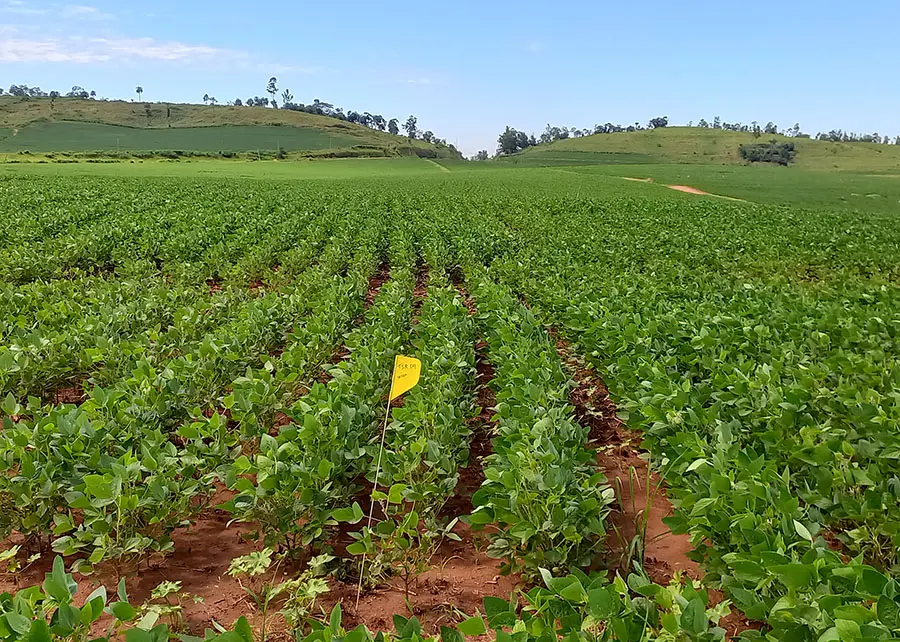 Modelo prevê produtividade agrícola com uso de imagens de satélite