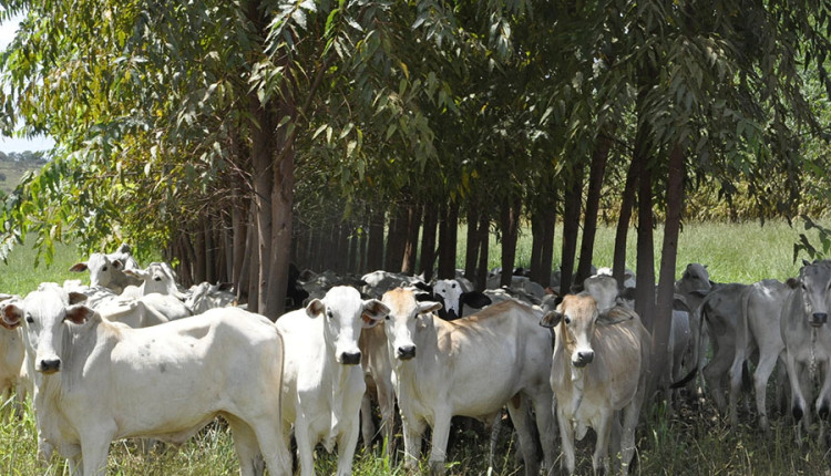 Estudos confirmam viabilidade econômica de sistemas sustentáveis de produção na Amazônia e no Cerrado