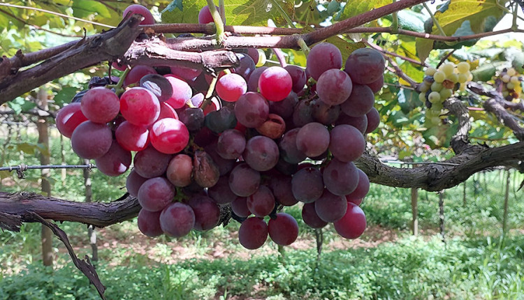 Ação conjunta reduz em 95% infestação da podridão da uva madura em polo produtor paulista