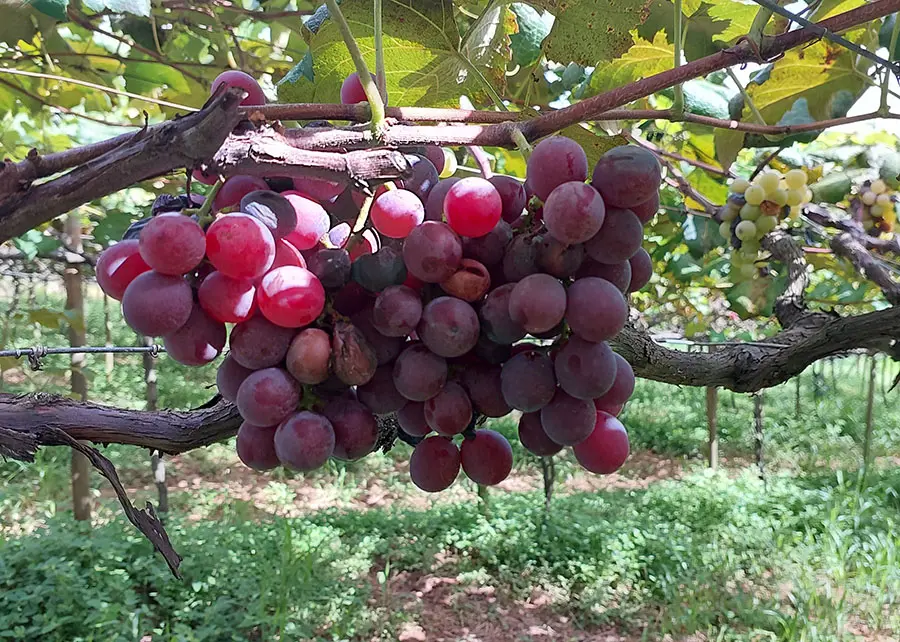 Ação conjunta reduz em 95% infestação da podridão da uva madura em polo produtor paulista