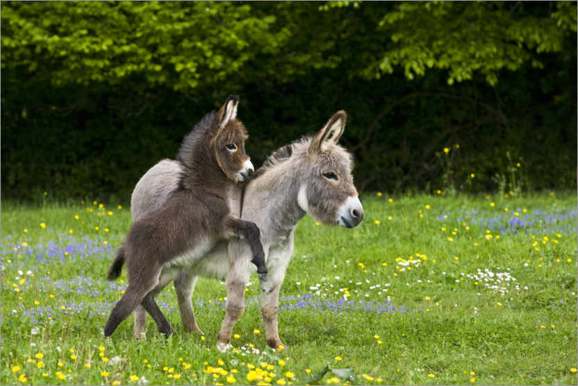 Burros miniatura: dóceis, inteligentes e ideais como animais de estimação
