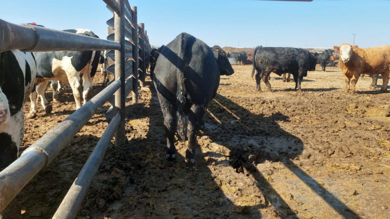 beef on dairy - semex brasil