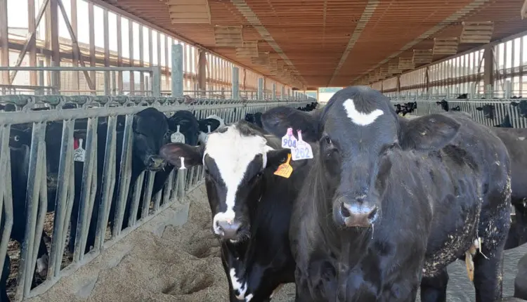 beef on dairy - semex brasil