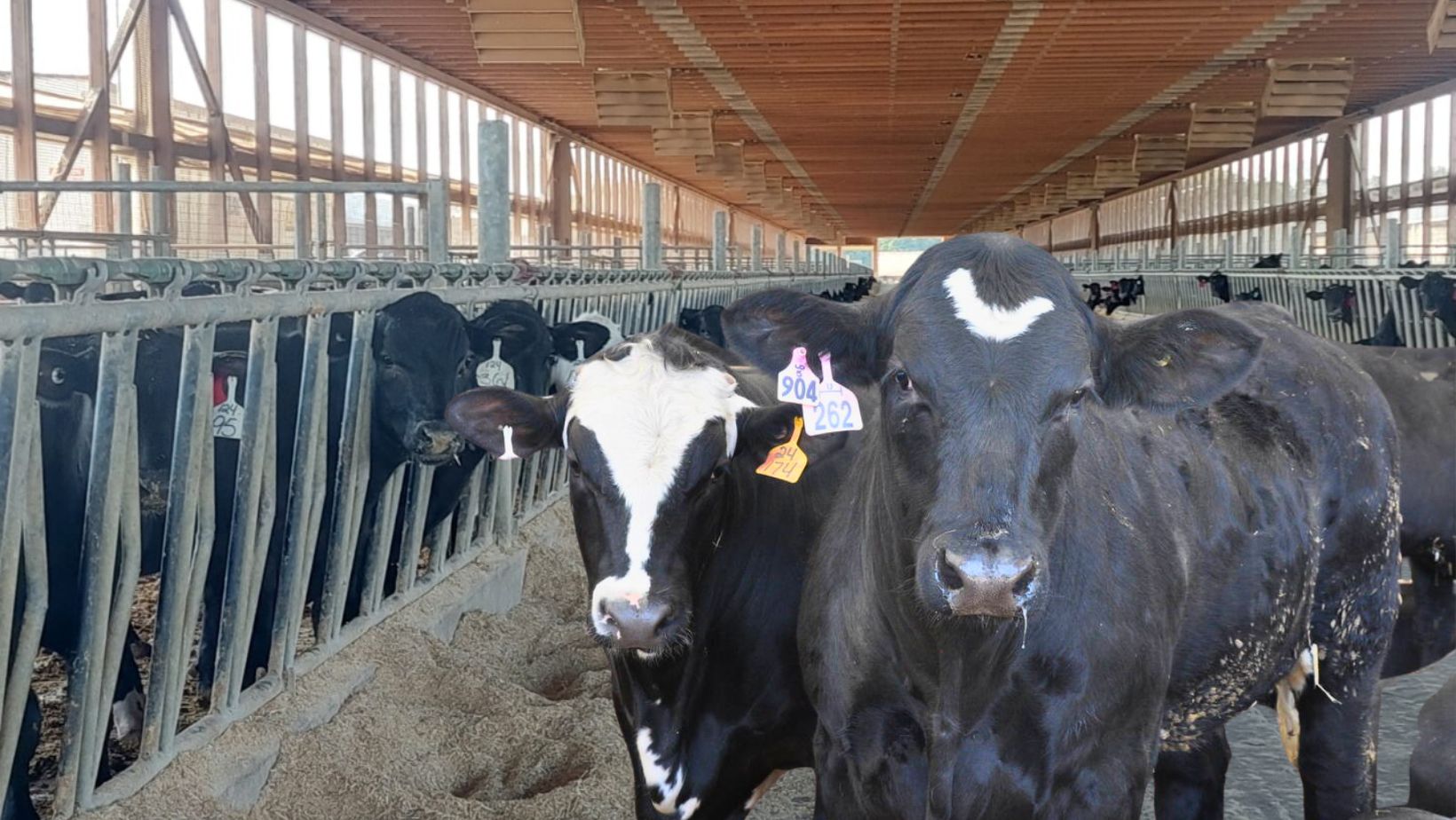 beef on dairy - semex brasil