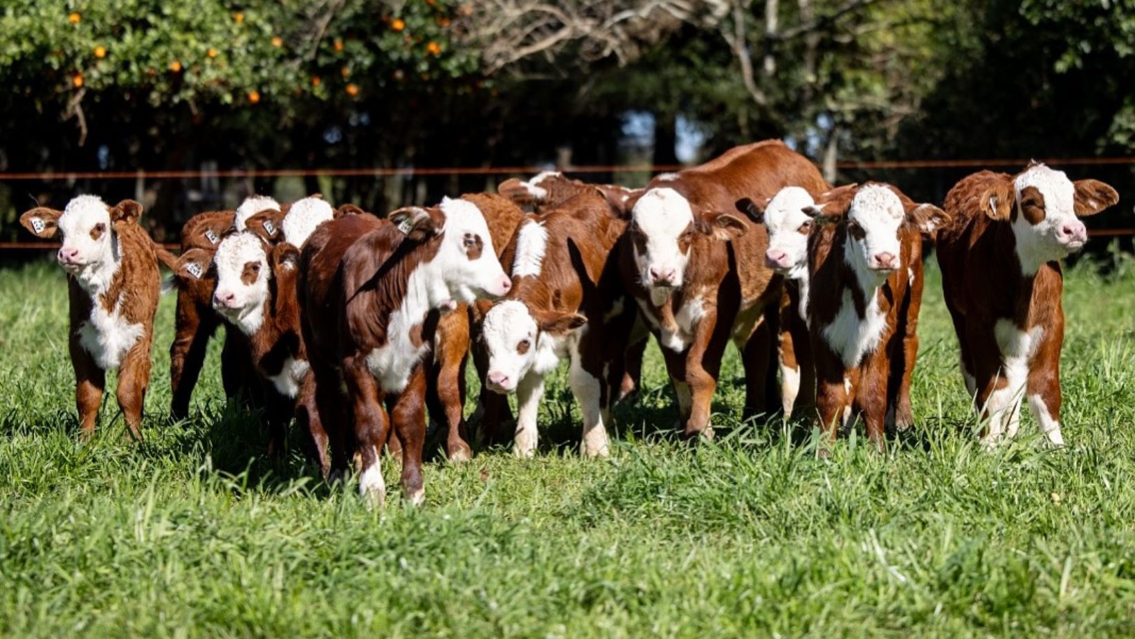 Bezerros frutos de embriões da Fazenda Esperança