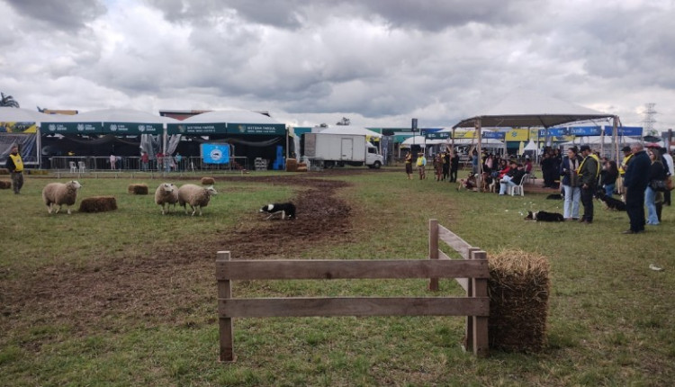 Competição demonstra aptidão da raça Border Collie para lida campeira - Foto: Fabrízio Fernández/Ascom Expointer