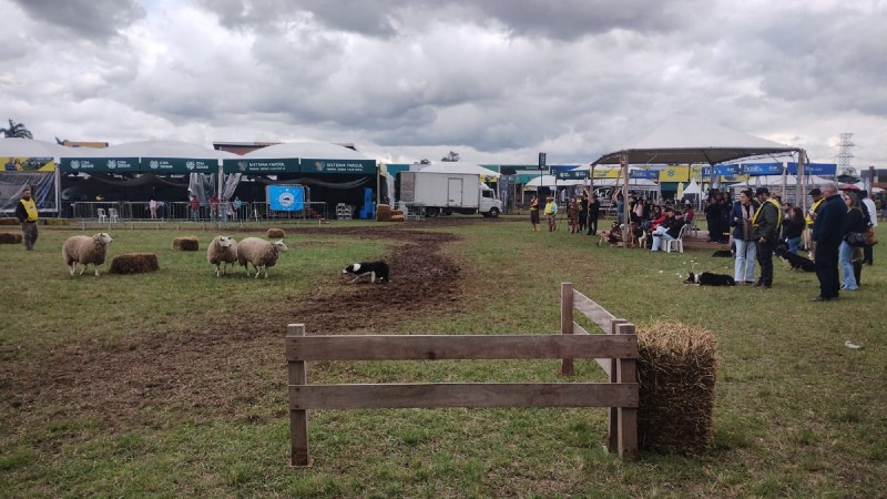 Competição demonstra aptidão da raça Border Collie para lida campeira - Foto: Fabrízio Fernández/Ascom Expointer