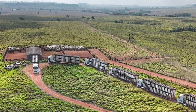 carregamento de gado no curral - fotao - caminhao boiadeiro dois andares