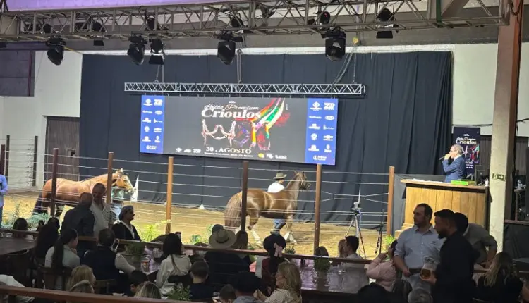 cavalo crioulo