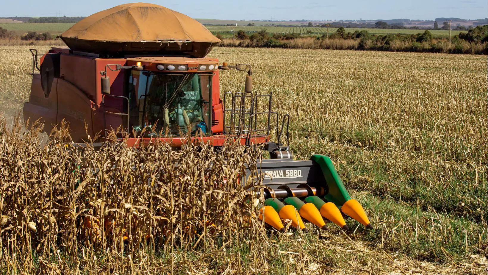 colheita de milho fotao com colheitadeira mf - brava 5880