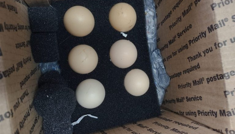 Vigiagro retém ovos in natura enviados por remessa postal dos EUA sem autorização