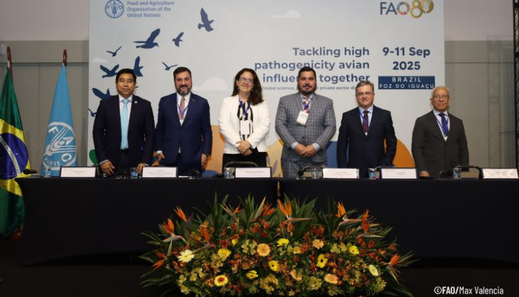 Brasil recebeu diálogo global inédito sobre influenza aviária promovido pela FAO